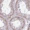 Sperm-Tail PG-Rich Repeat Containing 4 antibody, NBP2-38676, Novus Biologicals, Immunohistochemistry frozen image 