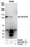 Chromatin Assembly Factor 1 Subunit A antibody, A301-482A, Bethyl Labs, Immunoprecipitation image 