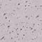 ARRB1 antibody, HPA070249, Atlas Antibodies, Immunohistochemistry frozen image 