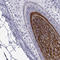 Desmoglein 4 antibody, HPA059456, Atlas Antibodies, Immunohistochemistry frozen image 