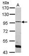 RAS P21 Protein Activator 3 antibody, PA5-30445, Invitrogen Antibodies, Western Blot image 