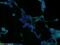 RNA Binding Protein With Serine Rich Domain 1 antibody, 10555-1-AP, Proteintech Group, Immunofluorescence image 