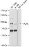 Phospholipase A2 Activating Protein antibody, 19-333, ProSci, Western Blot image 