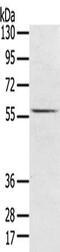 Upstream-binding protein 1 antibody, CSB-PA271355, Cusabio, Western Blot image 