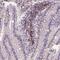 Scm Polycomb Group Protein Like 4 antibody, PA5-66812, Invitrogen Antibodies, Immunohistochemistry frozen image 