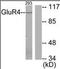 Metabotropic glutamate receptor 4 antibody, orb95968, Biorbyt, Western Blot image 
