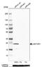 Late Endosomal/Lysosomal Adaptor, MAPK And MTOR Activator 1 antibody, NBP1-89909, Novus Biologicals, Western Blot image 