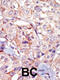 Histone H3 Associated Protein Kinase antibody, 63-374, ProSci, Immunohistochemistry paraffin image 
