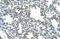 Protein naked cuticle homolog 1 antibody, 29-547, ProSci, Immunohistochemistry frozen image 