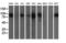 ERCC Excision Repair 4, Endonuclease Catalytic Subunit antibody, LS-C173159, Lifespan Biosciences, Western Blot image 