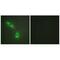 Lymphotoxin Beta antibody, A02565, Boster Biological Technology, Immunofluorescence image 