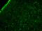 Amiloride-sensitive cation channel 3 antibody, NBP1-20095, Novus Biologicals, Immunofluorescence image 