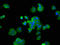 Proliferation-Associated 2G4 antibody, LS-C380236, Lifespan Biosciences, Immunofluorescence image 