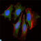 Clock Circadian Regulator antibody, LS-C812549, Lifespan Biosciences, Western Blot image 