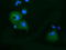 Kelch Like Family Member 2 antibody, LS-C115512, Lifespan Biosciences, Immunofluorescence image 