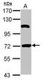 HSPB1 Associated Protein 1 antibody, GTX116828, GeneTex, Western Blot image 