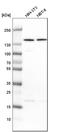 Coatomer Protein Complex Subunit Alpha antibody, HPA028024, Atlas Antibodies, Western Blot image 