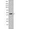 NDRG Family Member 2 antibody, PA5-64695, Invitrogen Antibodies, Western Blot image 
