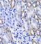 Megakaryocyte-Associated Tyrosine Kinase antibody, FNab05029, FineTest, Immunohistochemistry paraffin image 