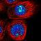 Oxidative Stress Responsive Serine Rich 1 antibody, HPA045125, Atlas Antibodies, Immunofluorescence image 