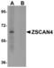 LYR Motif Containing 2 antibody, LS-B4640, Lifespan Biosciences, Western Blot image 