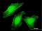 La Ribonucleoprotein Domain Family Member 6 antibody, H00055323-B01P, Novus Biologicals, Immunofluorescence image 