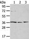 Tyrosylprotein Sulfotransferase 1 antibody, PA5-50848, Invitrogen Antibodies, Western Blot image 