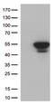 Cyclin Dependent Kinase 15 antibody, CF811952, Origene, Western Blot image 