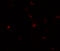 Transglutaminase 7 antibody, 6541, ProSci, Immunofluorescence image 