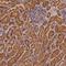 Peroxisomal biogenesis factor 3 antibody, HPA042830, Atlas Antibodies, Immunohistochemistry frozen image 