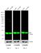 Mouse IgG antibody, SA5-10164, Invitrogen Antibodies, Western Blot image 