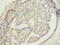 Zinc Finger Protein 626 antibody, A61982-100, Epigentek, Immunohistochemistry paraffin image 