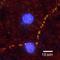 Adrenoceptor Alpha 2A antibody, A00883-1, Boster Biological Technology, Immunofluorescence image 
