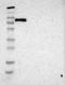 SH3 domain-binding protein 1 antibody, NBP1-88827, Novus Biologicals, Western Blot image 
