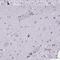 Myelin-associated oligodendrocyte basic protein antibody, HPA035152, Atlas Antibodies, Immunohistochemistry frozen image 