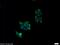 Protein pellino homolog 2 antibody, 16097-1-AP, Proteintech Group, Immunofluorescence image 