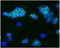 Neural Cell Adhesion Molecule 1 antibody, BM6015P, Origene, Immunofluorescence image 