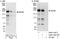 MAP kinase-activating death domain protein antibody, A302-143A, Bethyl Labs, Immunoprecipitation image 