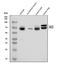 KLC1 antibody, A04116-2, Boster Biological Technology, Western Blot image 