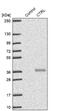 Chymotrypsin Like antibody, NBP2-33973, Novus Biologicals, Western Blot image 