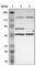 Mirror-image polydactyly gene 1 protein antibody, HPA002893, Atlas Antibodies, Western Blot image 