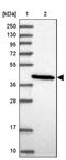 Caspase Recruitment Domain Family Member 8 antibody, PA5-60397, Invitrogen Antibodies, Western Blot image 