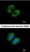  antibody, orb73915, Biorbyt, Immunofluorescence image 