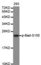 BCL2 Associated Agonist Of Cell Death antibody, TA333166, Origene, Western Blot image 