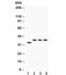 Protein phosphatase 1 regulatory subunit 1B antibody, R32345, NSJ Bioreagents, Western Blot image 