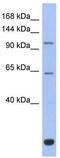 BTB Domain And CNC Homolog 2 antibody, TA331784, Origene, Western Blot image 
