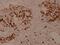SPINK5 antibody, PA5-37458, Invitrogen Antibodies, Immunohistochemistry frozen image 