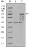 Chitotriosidase-1 antibody, NBP1-28895, Novus Biologicals, Western Blot image 