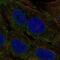 Chymotrypsin-like elastase family member 3A antibody, PA5-65016, Invitrogen Antibodies, Immunofluorescence image 