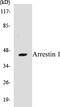 Arrestin Beta 1 antibody, EKC1038, Boster Biological Technology, Western Blot image 